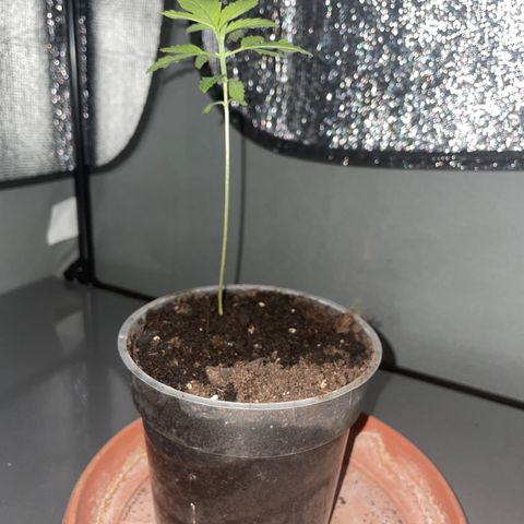 Henrie growlog timeline photo