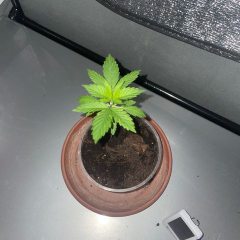 Henrie growlog timeline photo