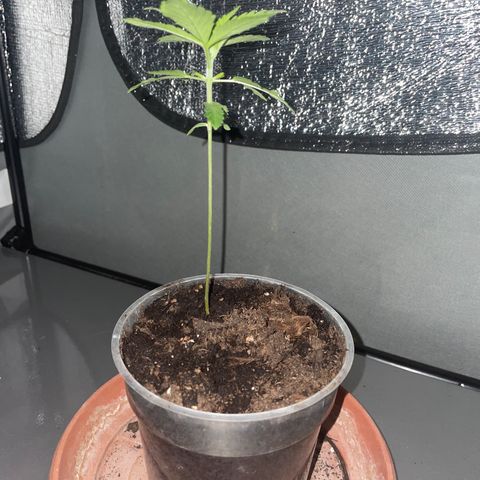 Henrie growlog timeline photo