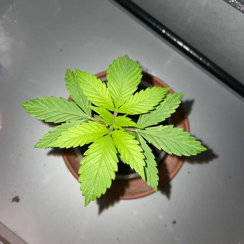 Henrie growlog timeline photo