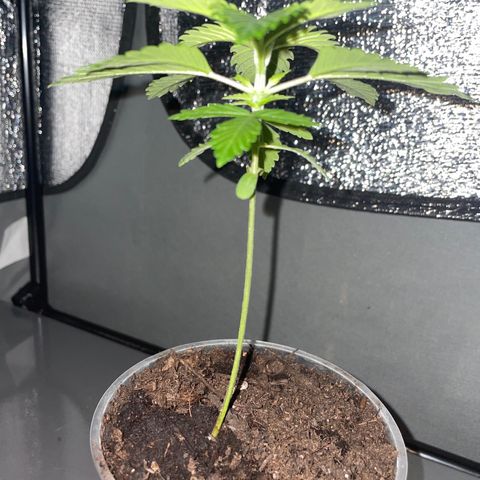 Henrie growlog timeline photo