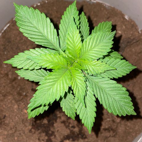 Henrie growlog timeline photo