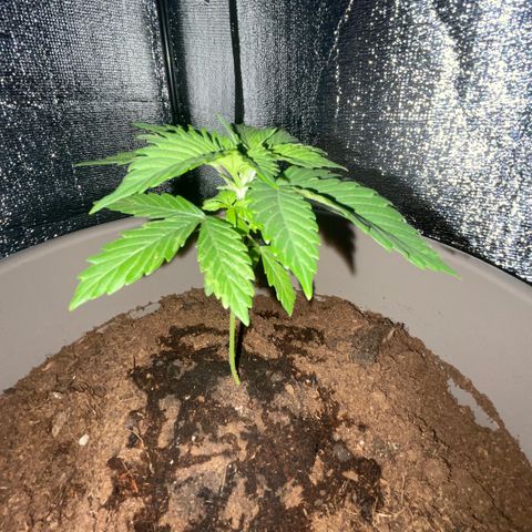 Henrie growlog timeline photo