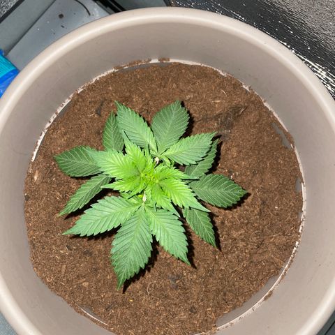 Henrie growlog timeline photo