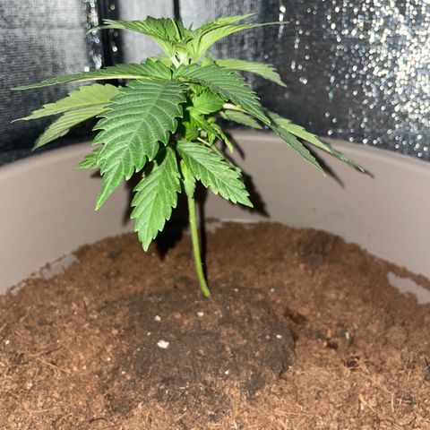 Henrie growlog timeline photo