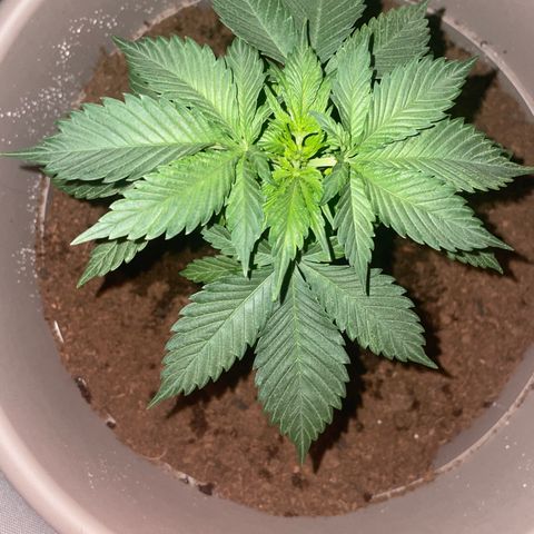 Henrie growlog timeline photo