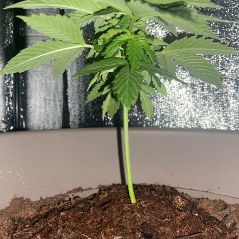 Henrie growlog timeline photo