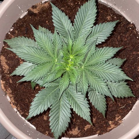 Henrie growlog timeline photo