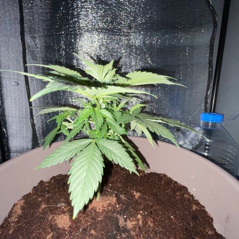 Henrie growlog timeline photo