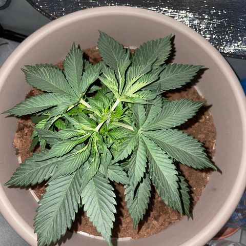 Henrie growlog photo: Pam and Dino just topped Henry for the first time!