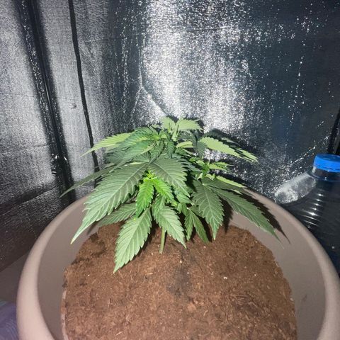 Henrie growlog photo: Pam and Dino just topped Henry for the first time!