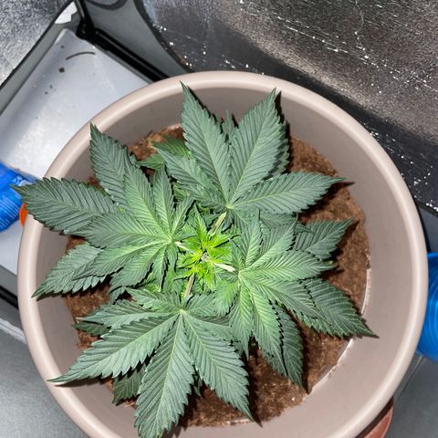 Henrie growlog timeline photo