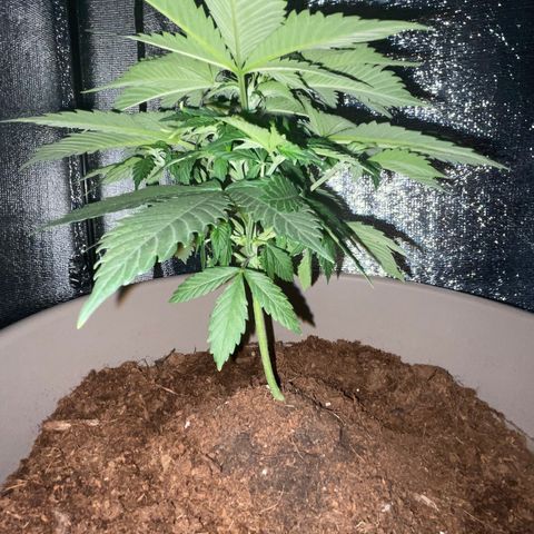 Henrie growlog timeline photo