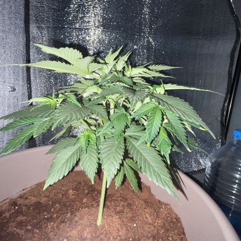 Henrie growlog photo: Henry got topped once and is already recovering!