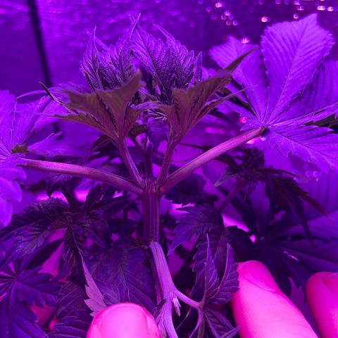Henrie growlog photo: Henry got topped once and is already recovering!