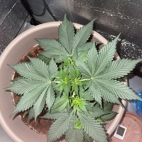 Henrie growlog photo: Henry got topped once and is already recovering!