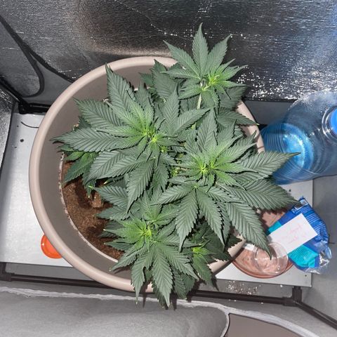 Henrie growlog photo: Henry is fully recovered from being topped!