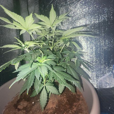 Henrie growlog photo: Henry is fully recovered from being topped!
