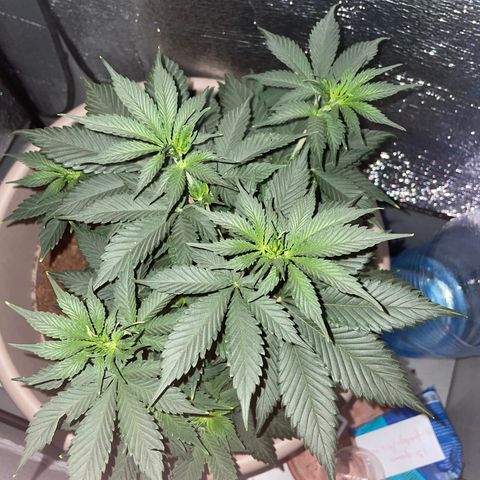 Henrie growlog timeline photo
