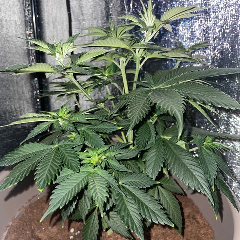 Henrie growlog timeline photo