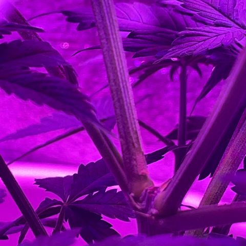 Henrie growlog photo: Two new stalks where Henry was topped