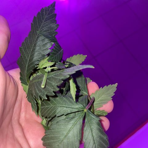 Henrie growlog photo: Henry is looking powerful after his trim job