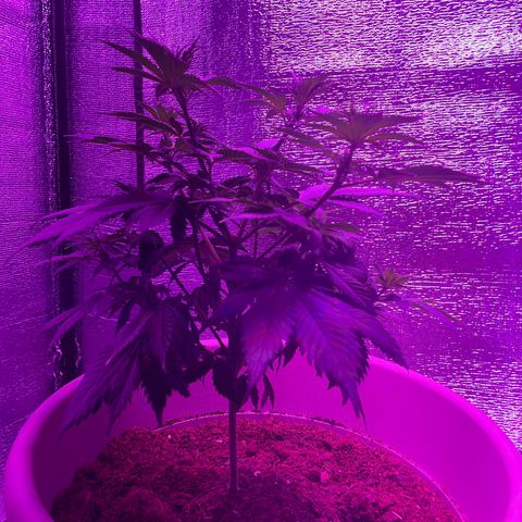 Henrie growlog timeline photo