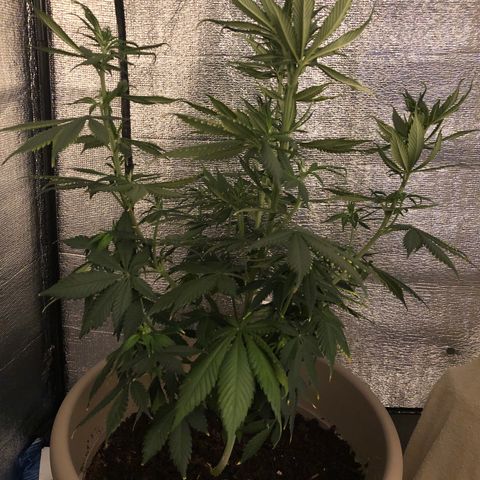 Henrie growlog timeline photo