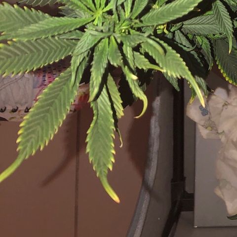 Henrie growlog timeline photo