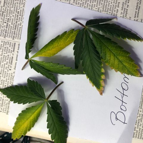 Henrie growlog timeline photo