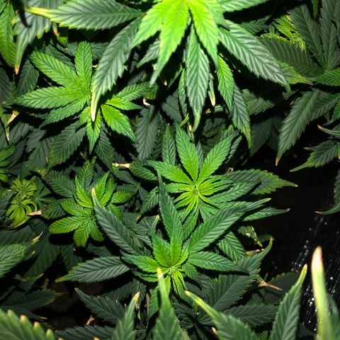 Henrie growlog photo: Lots of new growth, especially in the center below the top!