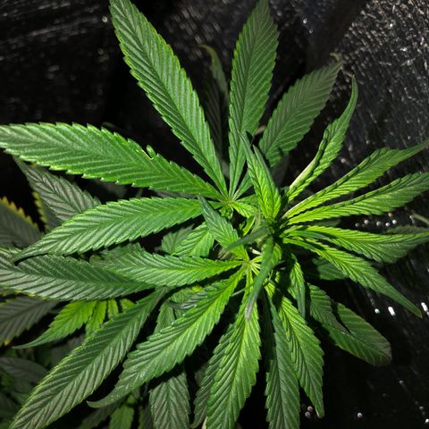 Henrie growlog photo: Lots of new growth, especially in the center below the top!
