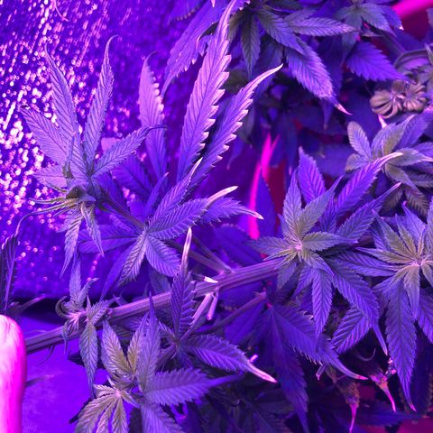 Henrie growlog photo: New leaves not showing problems of old leaves since we increased N, decreased P, lots of new healthy growth. A few sets of new leaves are paler = iron deficiency?
