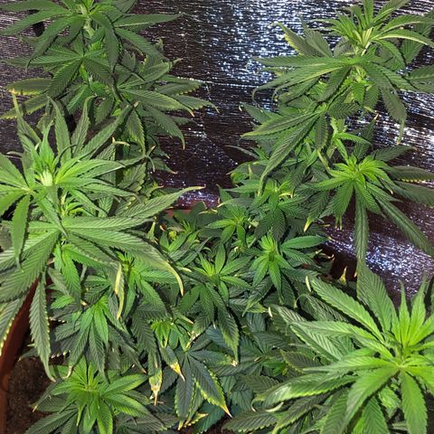 Henrie growlog photo: New leaves not showing problems of old leaves since we increased N, decreased P, lots of new healthy growth. A few sets of new leaves are paler = iron deficiency?
