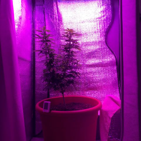 Henrie growlog photo: 60cm tall, 30cm from lights, 22-25C, 42-50%rh