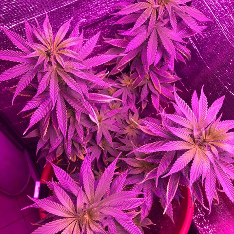 Henrie growlog photo: 60cm tall, 30cm from lights, 22-25C, 42-50%rh
