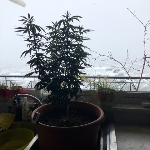 Henrie growlog photo: No electricity or heat due to snowstorm, moved to brightest spot in house but temp only 18C