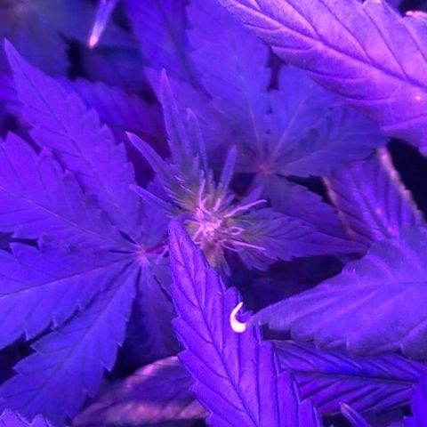 Henrie growlog timeline photo