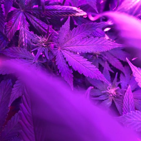 Henrie growlog timeline photo