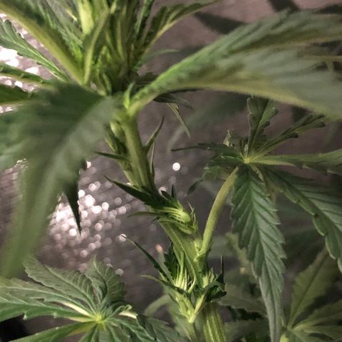 Henrie growlog timeline photo
