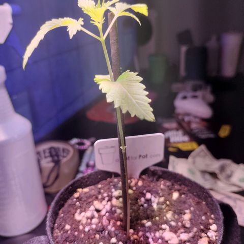 Unknown strain growlog timeline photo