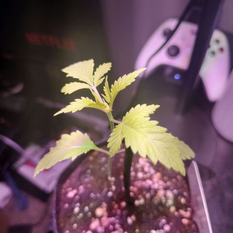 Unknown strain growlog timeline photo