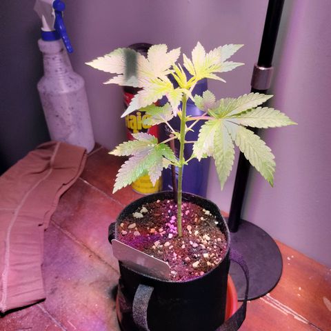 Unknown strain growlog timeline photo