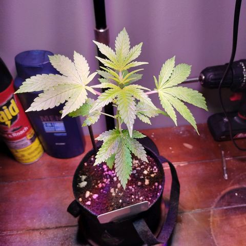 Unknown strain growlog timeline photo
