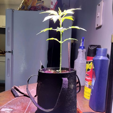 Unknown strain growlog timeline photo