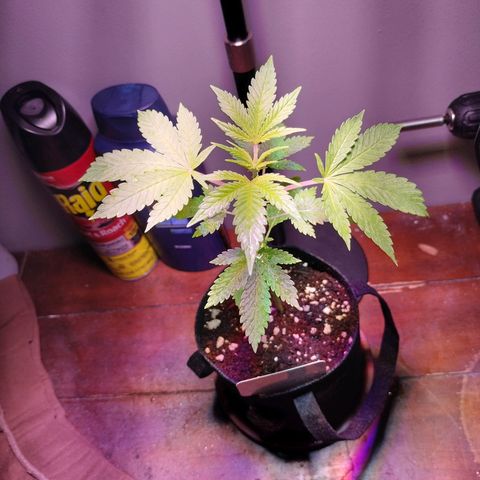 Unknown strain growlog timeline photo