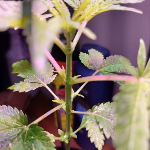 Unknown strain growlog timeline photo