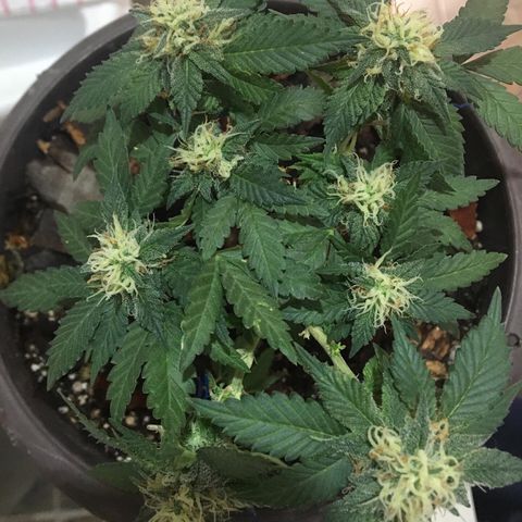 Jelly  growlog timeline photo