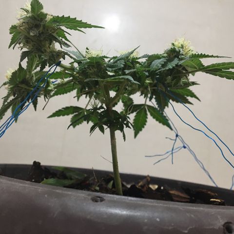 Jelly  growlog timeline photo