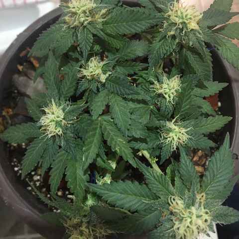 Jelly  growlog timeline photo